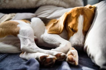 Tableaux ronds sur plexiglas Anti-reflet Chien Beagle dog sleep