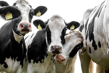 black and white curious cows
