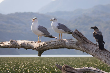 Seagulls in Montenegro