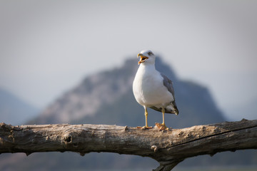 Seagull in Montenegro
