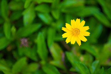 Yellow flower on green background