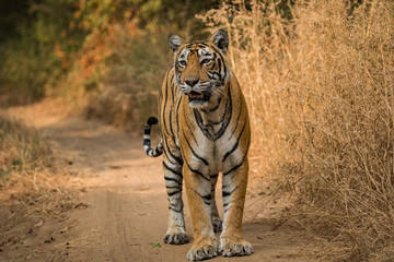 Fototapeta na wymiar A tigress from ranthambore national park