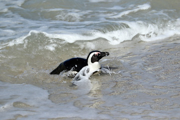 Penguins colony on Boulders Beach, Simon's Town near Cape Town, South Africa.