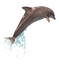 Foto op Plexiglas Springende dolfijn geïsoleerd © JackF