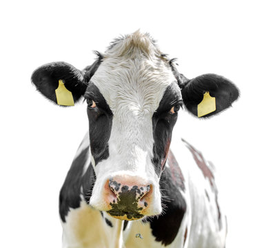 cow isolated on a white