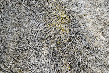 field of wheat