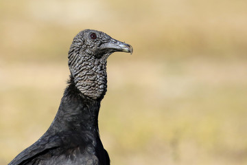Black Vulture in Rio Claro. Pantanal, Brazil