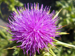 cardo