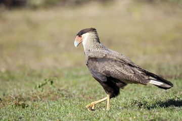Southern Caracara on the Ground, Rio Claro. Pantanal, Brazil