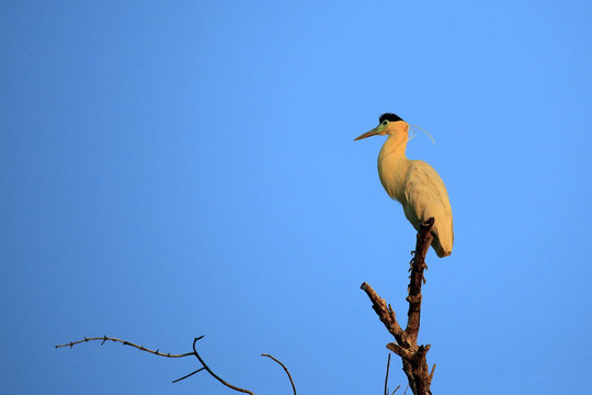 Capped Heron in Top of a Tree, in Twilight. Rio Claro, Pantanal, Brazil