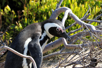 Penguins colony on Boulders Beach, Simon's Town near Cape Town, South Africa.