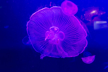 Jelly fish close up under coloured lights