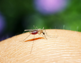 dangerous insect nasty mosquito drinks the blood of the pierced human skin with a sharp sting