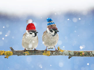 two cute little birds in funny knit hats in the winter sitting on a branch in the garden in the snow