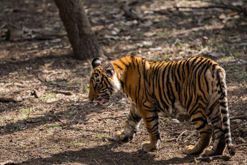 Naklejka na ściany i meble A tiger cub from ranthambore national park