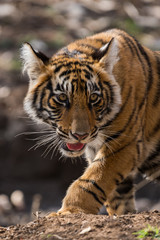 A beautiful female cub from Ranthambore National Park