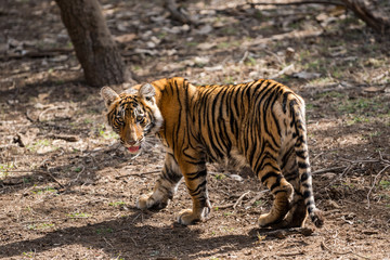 A tiger cub from ranthambore national park