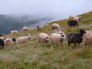 Fototapeta premium pastures of sheep on top of mountain ranges near the clouds.