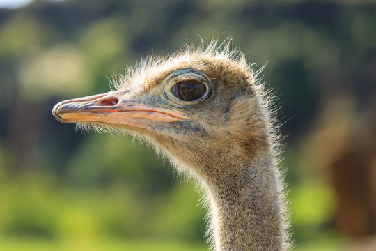Ostrich head in Cabarceno Natural Park, Cantabria, Spain
