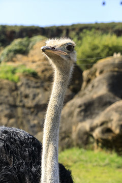 Ostrich head in Cabarceno Natural Park, Cantabria, Spain
