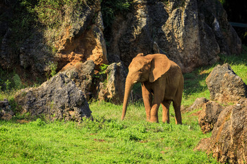 Obraz premium Elephant in Cabarceno Natural Park, Cantabria, Spain