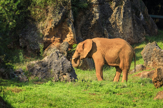 Fototapeta Elephant in Cabarceno Natural Park, Cantabria, Spain