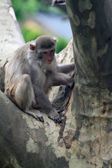 Rhesus-Affe