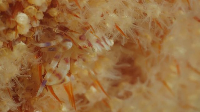 Small crab feeding on coral