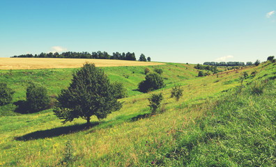 Sunny summer landscape with trees growing on the hillsides 