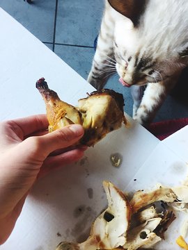 gattino mangia pollo