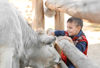 Little boy with cow in petting zoo