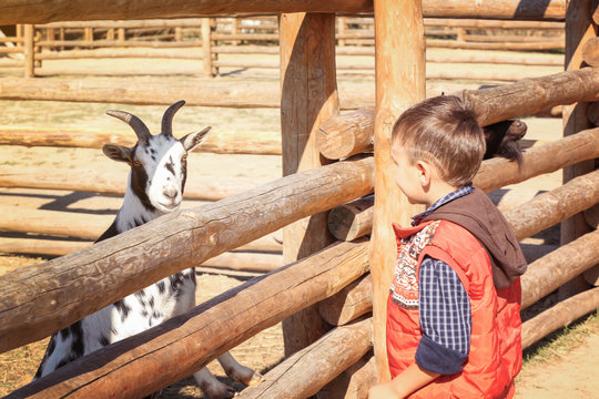 Little boy with goat in zoological garden