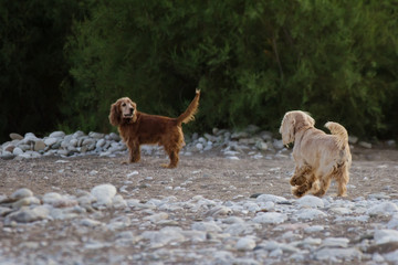 Dogs on the beach