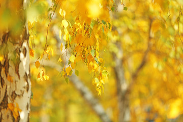 Tree branches with golden leaves in autumn park