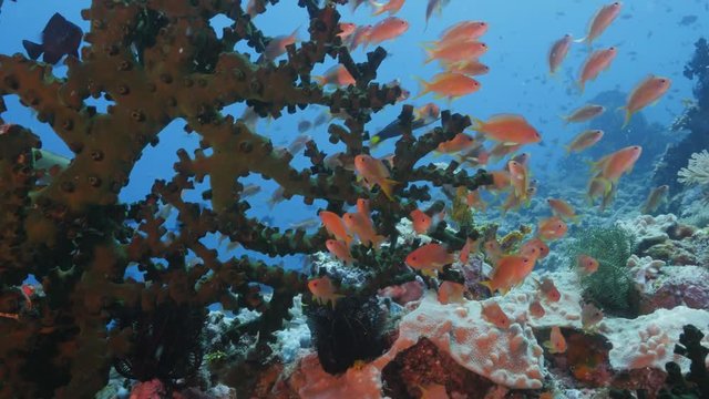 School of Anthias swimming in a strong current