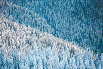 Forest in the mountains in winter.
