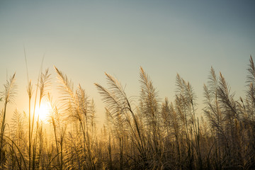 Blurred grass in sunset