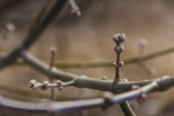 Spring tree macro blooming