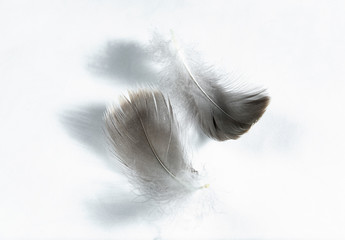 gray goose feathers and down on a light background