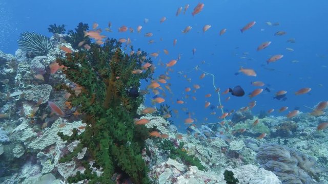 School of Anthias swimming in a strong current