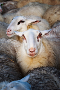 Sheep standing out in the herd, with his eyes fixed on the camera, packed in the sheepfold.