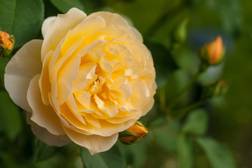 Bush of fresh yellow roses blooms in the garden. Beautiful tender rose with buds against a background of blurry green leaves.