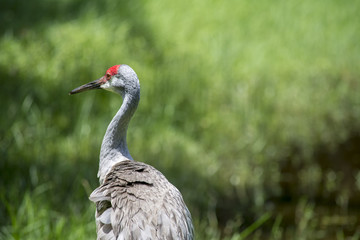 Beautiful bird in wetlands