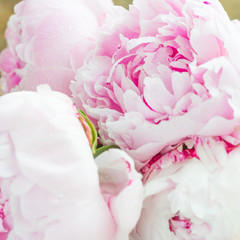 Close up of Fresh bunch of pink peonies on white background