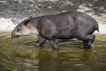 Tapir at the zoo