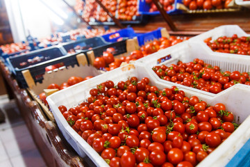 Shop bazaar fresh vegetables. Red Cherry Tomatoes