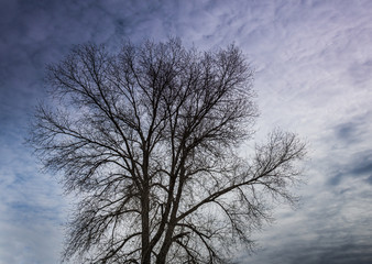 Obraz na płótnie Canvas Winter tree background