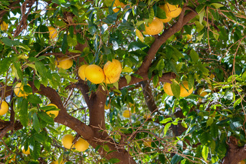 Grapefruit tree with fruits