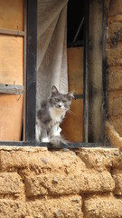 Exotic cat sitting in the window in Cuba