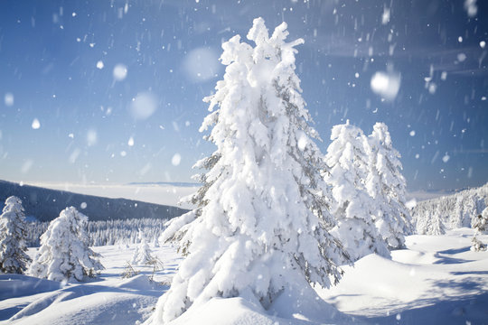 Fototapeta Trees covered with hoarfrost and snow in winter mountains - Christmas snowy backgroundic holiday background